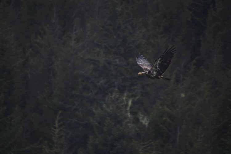 eagle in flight